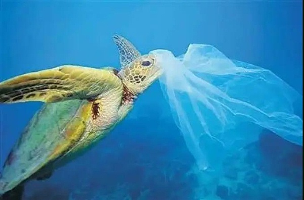 纪录片《塑料海洋》揭露塑料垃圾带给海洋的灾难。