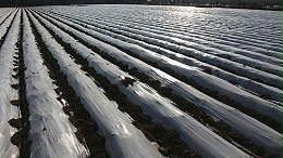 颠覆传统！厌氧生物降解PE材料为地膜披上环保新裳