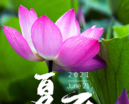 今日夏至|半夏木槿，万物勃发，长日满满，青岛中新华美遥祝夏安